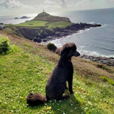 Photograph of standard blck poodle looking out from garden at Wheal Call holiday cottage across the sea and towads Cape Cornwall